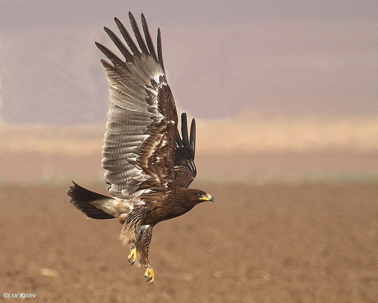       Greater Spotted Eagle   Aquila clanga Beit Shean valley,Israel, November  2010 Lior Kislev     